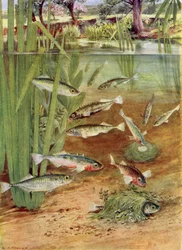 Stekelbaarsjes en hun Nesten